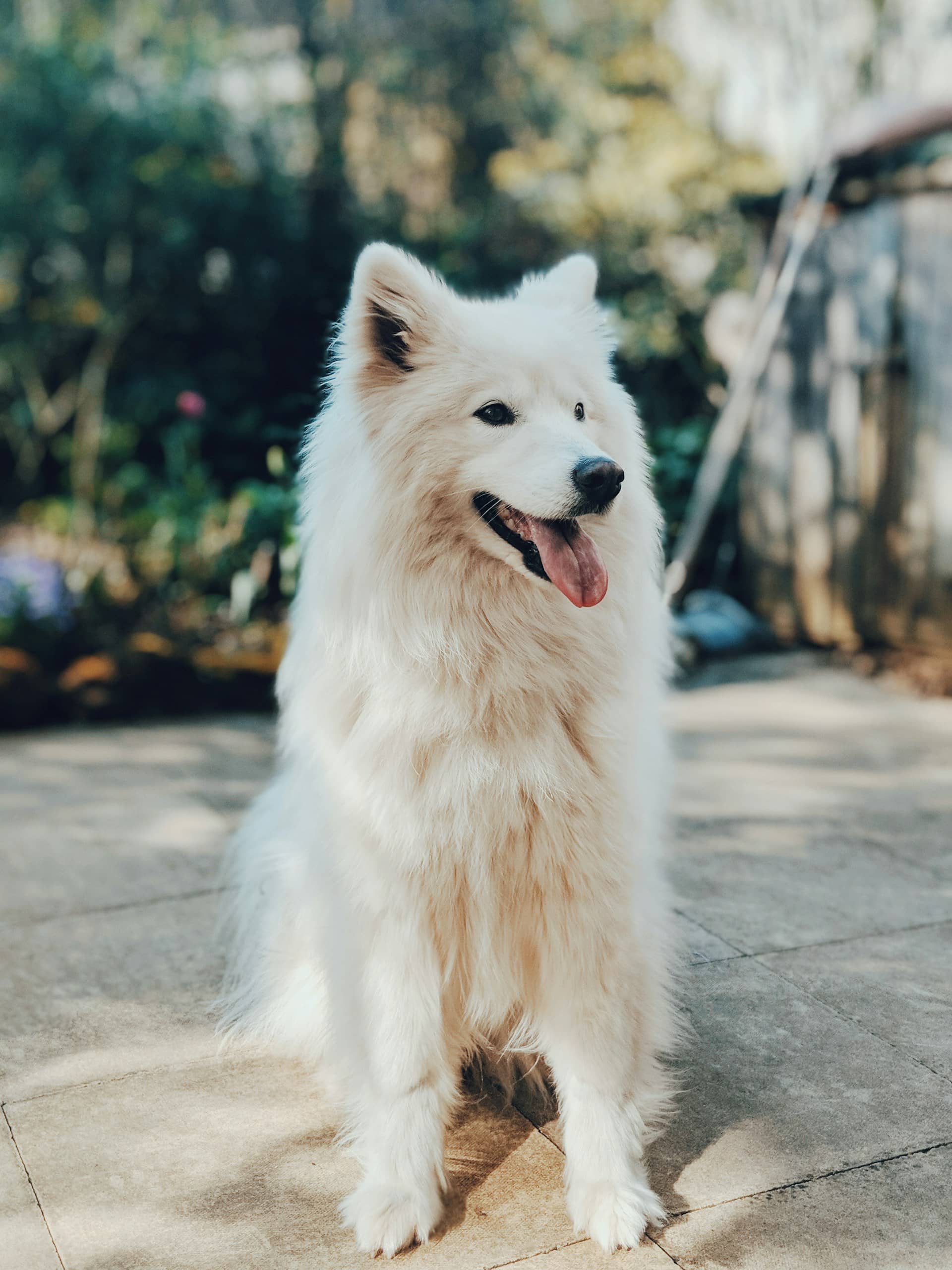 Samoyède assis dans un jardin — Zenimaux pet sitter