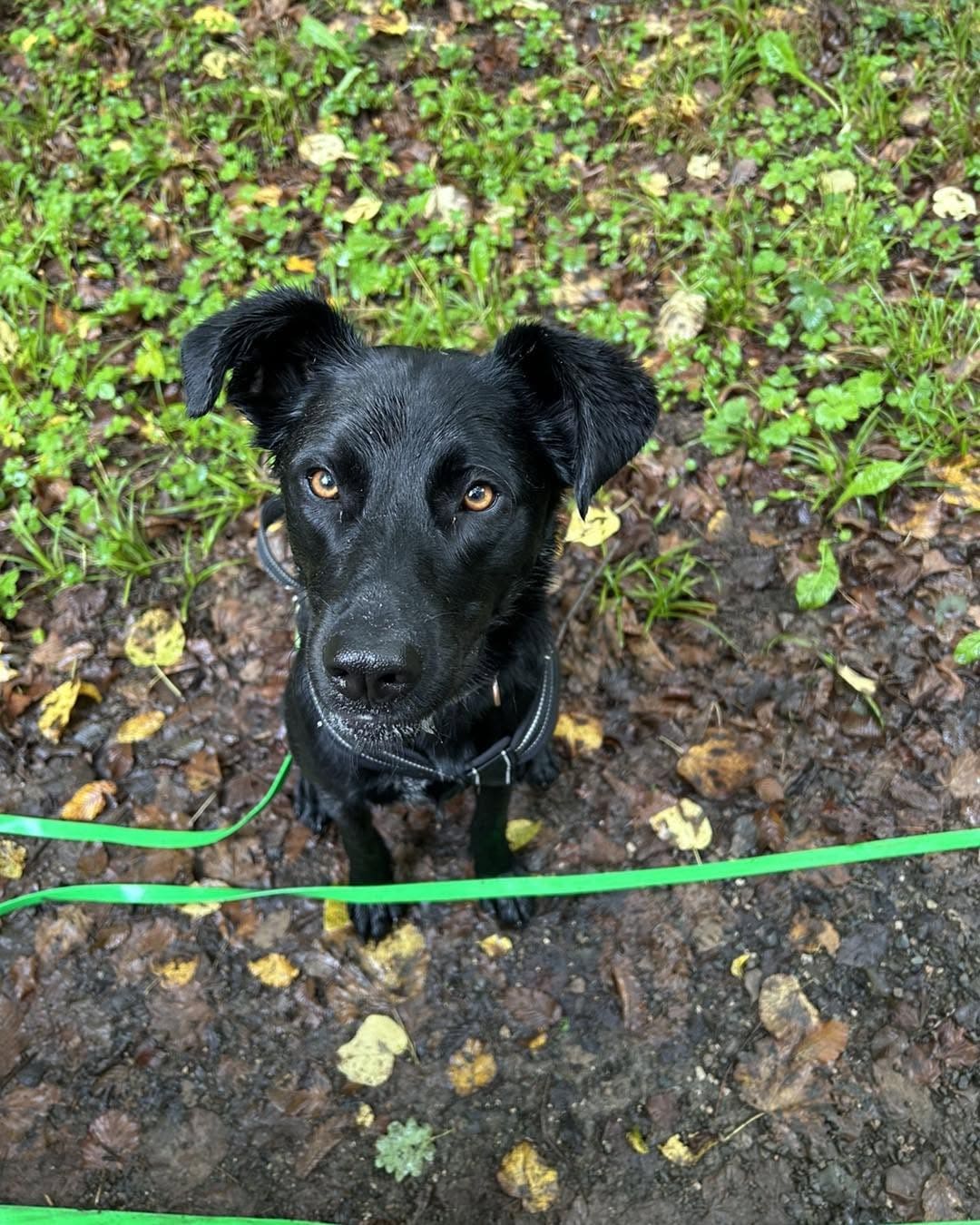 Visite à domicile pour chat et chien — pet sitter à domicile dans leur environnement familier